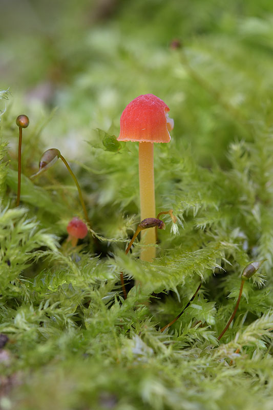 Mycena acicula